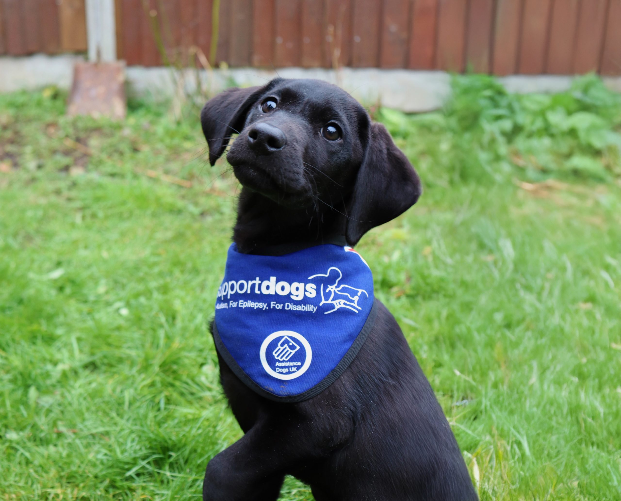 Wonder puppy named in honour of Support Dogs’ selfless volunteer