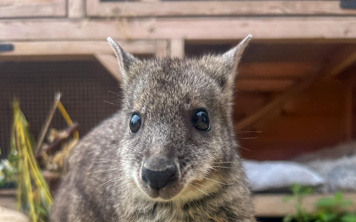 Where’s Wally the Wallaby now? A Tail of Triumph!